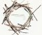 Libro: Anidaciones y vuelos. La vida entre las ruinas | Autor: Catalina Cortés Severino | Isbn: 9786285031632